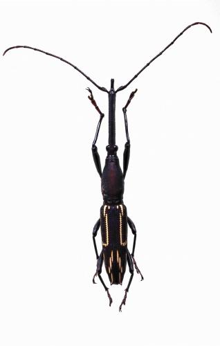 Réf. 248 215 : Nemorhinus myrmecophaga